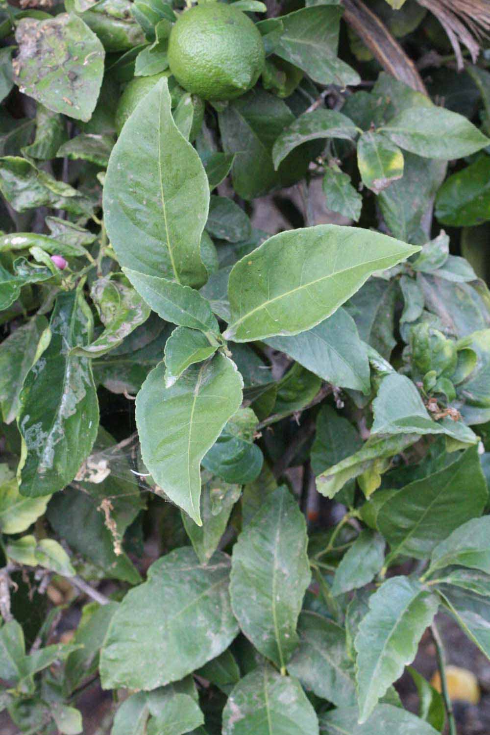              Shade leaves (Riverside, CA)       